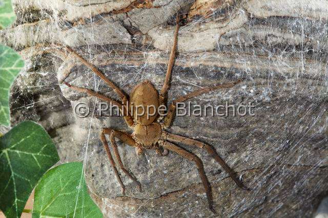 Sparassidae_1625.JPG - France, La Réunion (974), Araneae, Sparassidae, Araignée Babouk (Heteropoda venatoria), Brown huntsman spider or Laya